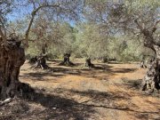 Prines Kreta, Prines: Grundstück mit Meerblick zu verkaufen Grundstück kaufen